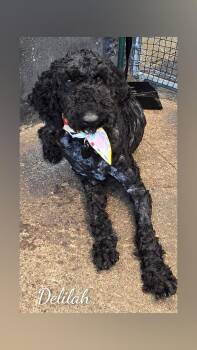 Delilah -  Poodle Dog for Adoption in Fredericksburg, Virginia - Delilah | PetCurious