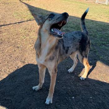 Wylie -  Catahoula Leopard Dog and Mixed Breed Dog for Adoption in Corpus Christi, Texas - Wylie | PetCurious
