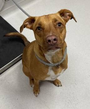 Ariel -  Mixed Breed Dog for Adoption in Missoula, Montana - Ariel | PetCurious