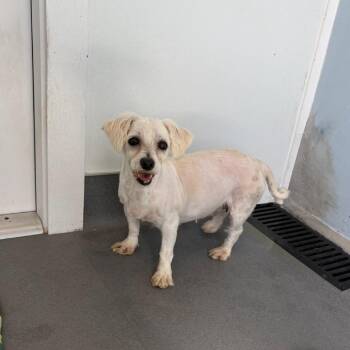 Coton De Tulear Dogs Available for Adoption in Loxahatchee Groves, Florida - Shandee 0580 | PetCurious