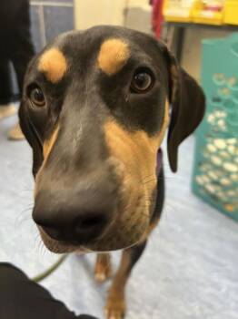 Opie -  Rottweiler Dog for Adoption in Charleston, South Carolina - Opie | PetCurious