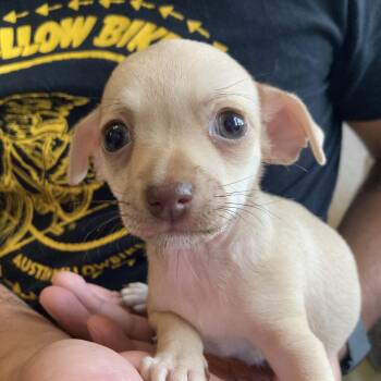 Chihuahua Dogs Available for Adoption - Viola | PetCurious
