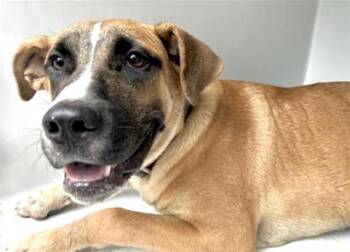Rescue German Shepherd Dog and Mixed Breed Dogs for Adoption in Houston, Texas - A639525 | PetCurious
