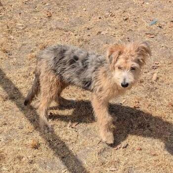 Teddy -  Terrier Dog for Adoption in Sonoma, California - Teddy | PetCurious