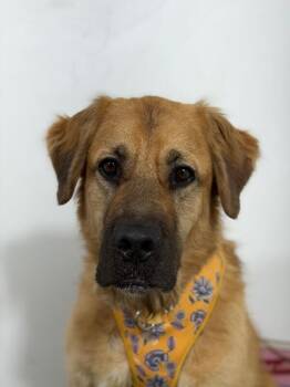 Reagan-One of our Amazing Rescue Dogs -  Golden Retriever and Mastiff Dog for Adoption in Carlsbad, California - Reagan-One Of Our Amazing Rescue Dogs | PetCurious