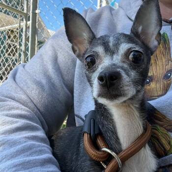 Chihuahua Dogs Available for Adoption - Lillian | PetCurious