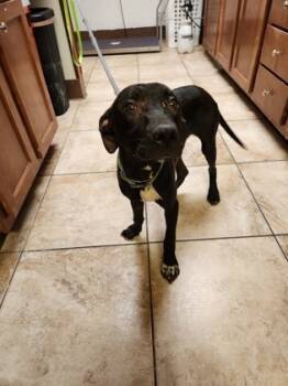 Rescue Mixed Breed Dogs for Adoption in Cincinnati, Ohio - Thackery Binx | PetCurious