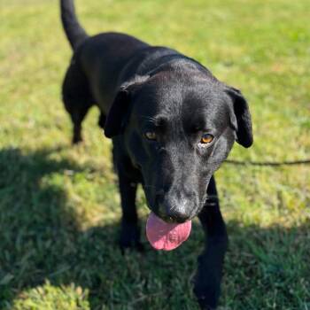Labrador Retriever and Mixed Breed Dogs Available for Adoption in Hackett, Arkansas - Murray | PetCurious