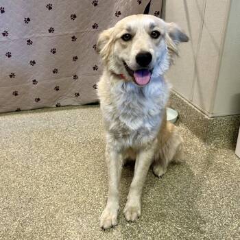 IVHS-Stray-141008 -  Shepherd and Golden Retriever Dog for Adoption in San Gabriel, California - IVHS-Stray-141008 | PetCurious