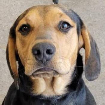 Jessamine -  Mixed Breed Dog for Adoption in Las Cruces, New Mexico - Jessamine | PetCurious