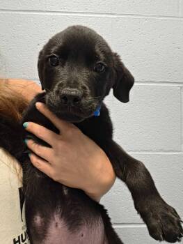Elephant Ear -  Rottweiler and Mixed Breed Dog for Adoption in Chillicothe, Ohio - Elephant Ear | PetCurious