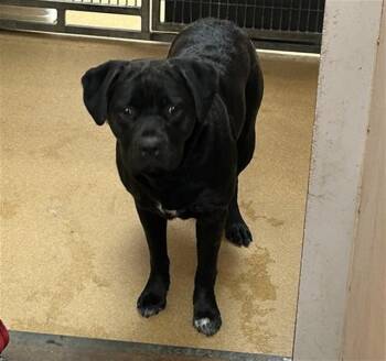 WILMA -  Labrador Retriever and Pit Bull Terrier Dog for Adoption in Martinez, California - WILMA | PetCurious