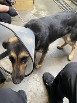 Rescue German Shepherd Dog Dogs for Adoption in Stockton, California - FREYA | PetCurious