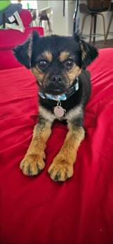 Rescue Pomeranian Dogs for Adoption in Lancaster, California - Astro | PetCurious