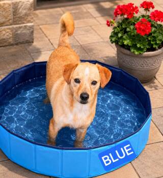 Blue -  Terrier Dog for Adoption in Wheelersburg, Ohio - Blue | PetCurious