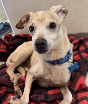 Chihuahua Dogs Available for Adoption - Thor | PetCurious