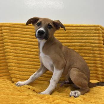Bray -  Retriever and Shepherd Dog for Adoption in Kanab, Utah - Bray | PetCurious