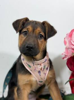 German Shepherd Dog and Rottweiler Dogs Available for Adoption in Carlsbad, California - Angelina Jolie-One Of Our Amazing Rescue Dogs | PetCurious