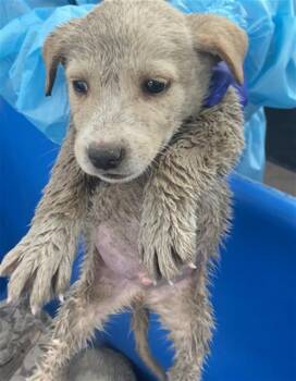 Mixed Breed Dogs Available for Adoption - ARTHUR | PetCurious