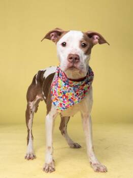 Mixed Breed Dogs Available for Adoption in Atlanta, Georgia - Maki | PetCurious