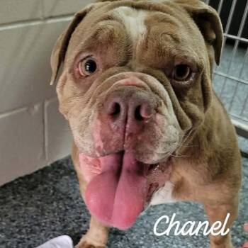 Chanel -  English Bulldog Dog for Adoption in Buchanan Dam, Texas - Chanel | PetCurious