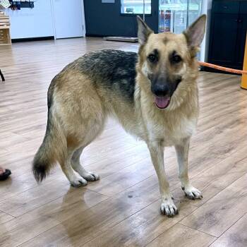 Florence -  German Shepherd Dog Dog for Adoption in Livingston, Texas - Florence | PetCurious