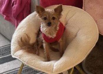 Brownie -  Yorkshire Terrier and Chihuahua Dog for Adoption in West Chester, Pennsylvania - Brownie | PetCurious