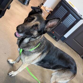Tip -  German Shepherd Dog Dog for Adoption in Tampa, Florida - Tip | PetCurious