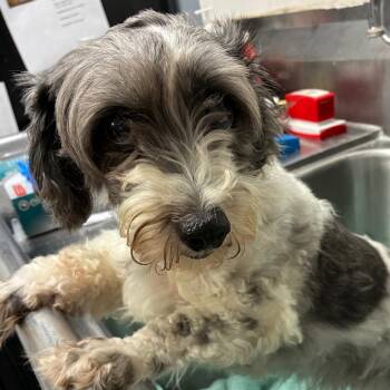 Chloe -  Poodle and Mixed Breed Dog for Adoption in Birmingham, Alabama - Chloe | PetCurious