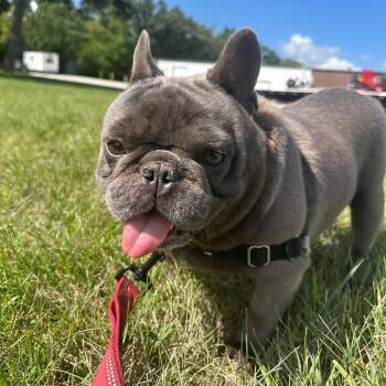 Oscar-Foster Home Needed -  French Bulldog Dog for Adoption in Hartland, Wisconsin - Oscar-Foster Home Needed | PetCurious