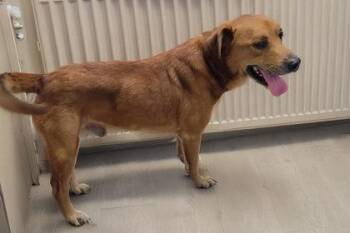 Rescue Hound and Mixed Breed Dogs for Adoption in Bedford, Indiana - Buster | PetCurious