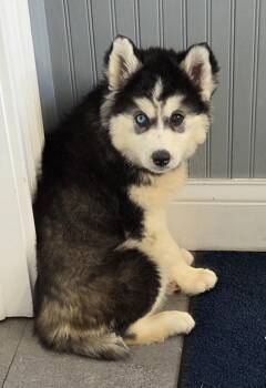 HUSKY "Wooly coat" -  Husky Dog for Adoption in Woodsfield, Ohio - HUSKY "Wooly Coat" | PetCurious