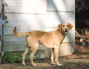 Honey Pot -  Golden Retriever and Labrador Retriever Dog for Adoption in Watertown, Connecticut - Honey Pot | PetCurious
