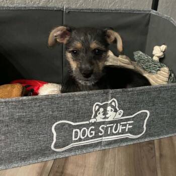 Luna Rae (New Braunfels) -  Yorkshire Terrier Dog for Adoption in Houston, Texas - Luna Rae (New Braunfels) | PetCurious