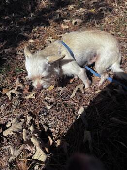 Rescue Chihuahua Dogs for Adoption in Tallulah, Louisiana - Mary & Larry- Sibilings | PetCurious