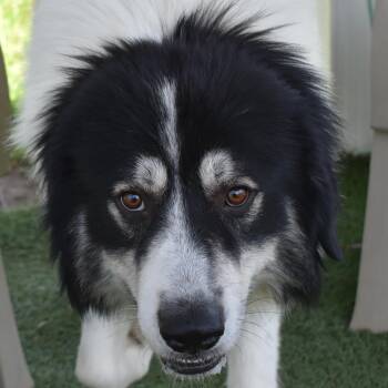 Vesper -  Great Pyrenees Dog for Adoption in Auburn, Nebraska - Vesper | PetCurious