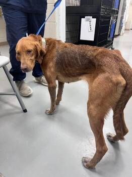 Treeing Walker Coonhound Dogs Available for Adoption in Burgaw, North Carolina - Cookie | PetCurious