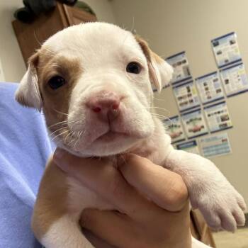 Amber - 042103U -  Pit Bull Terrier and Mixed Breed Dog for Adoption in Tupelo, Mississippi - Amber - 042103U | PetCurious