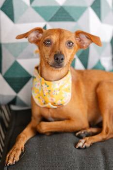 Olympia -  Miniature Pinscher and Italian Greyhound Dog for Adoption in Austin, Texas - Olympia | PetCurious