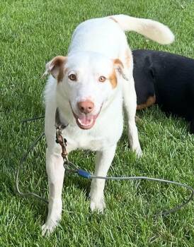 Mikey (aka Ghost) -  Labrador Retriever and Spaniel Dog for Adoption in Plainfield, Illinois - Mikey (aka Ghost) | PetCurious
