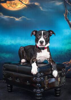 Rescue Black Labrador Retriever Dogs for Adoption in Fuquay-varina, North Carolina - JADE | PetCurious