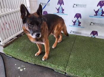 German Shepherd Dog Dogs Available for Adoption - LEGEND | PetCurious