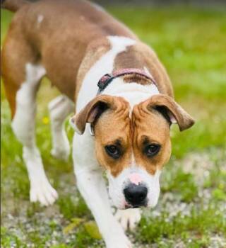 Gypsy -  Pit Bull Terrier Dog for Adoption in Albany, New York - Gypsy | PetCurious