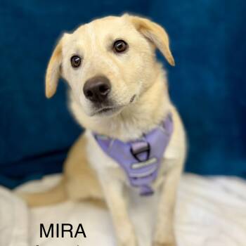 Australian Cattle Dog Blue Heeler and Shepherd Dogs Available for Adoption - Mira | PetCurious