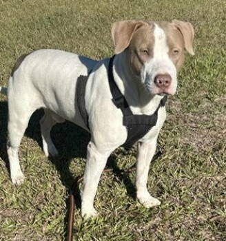 Rescue American Bulldog Dogs for Adoption in Tarrytown, Georgia - Buster | PetCurious