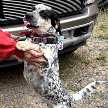 Sophie -  Australian Cattle Dog Blue Heeler and Mixed Breed Dog for Adoption in Klamath Falls, Oregon - Sophie | PetCurious