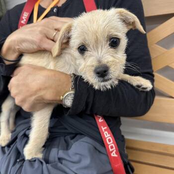 PIXIE -  Chihuahua and Poodle Dog for Adoption in Richmond, California - PIXIE | PetCurious