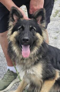 Minna -  German Shepherd Dog Dog for Adoption in Hoffman Estates, Illinois - Minna | PetCurious
