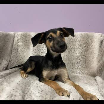 925 in NH. Come Meet our Adoptable Dogs Wednesday-Saturday. More -  Australian Shepherd Dog for Adoption in Manchester, New Hampshire - 925 In NH. Come Meet Our Adoptable Dogs Wednesday-Saturday. More | PetCurious