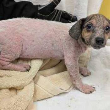 Beatrice -  Terrier and Mixed Breed Dog for Adoption in Chicago, Illinois - Beatrice | PetCurious